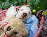 Собаки в Санкт-Петербурге: Щенки далматина  Мальчик, 50 000 руб. - фото 1