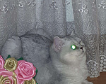 Кошки в Ижевске: Вязка, 1 000 руб. - фото 2