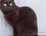 Кошки в Кингисеппе: Котята, Бесплатно - фото 5