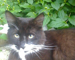 Кошки в Рыбном: Котик-красавиц ищет дом, Бесплатно - фото 1