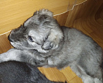 Собаки в Перми: В добрые руки Девочка, Бесплатно - фото 3