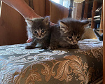 Кошки в Москве: Котята в добрые руки Мальчик, Бесплатно - фото 3