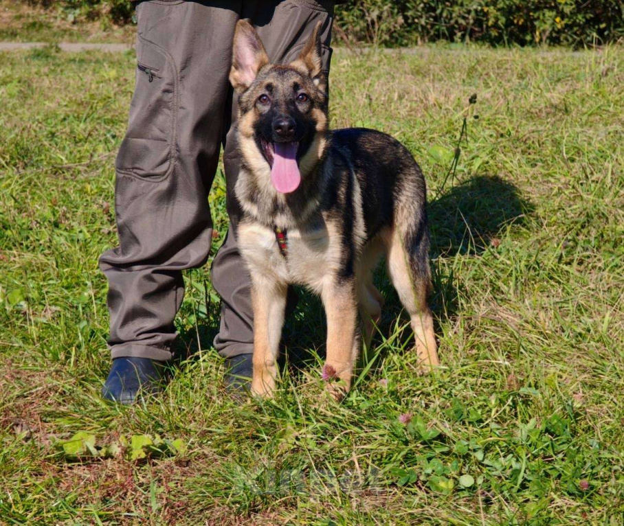 Собаки в Москве: Рада ищет семью Девочка, Бесплатно - фото 1