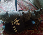 Кошки в Нижнем Новгороде:  Кот Мальчик, 1 500 руб. - фото 2