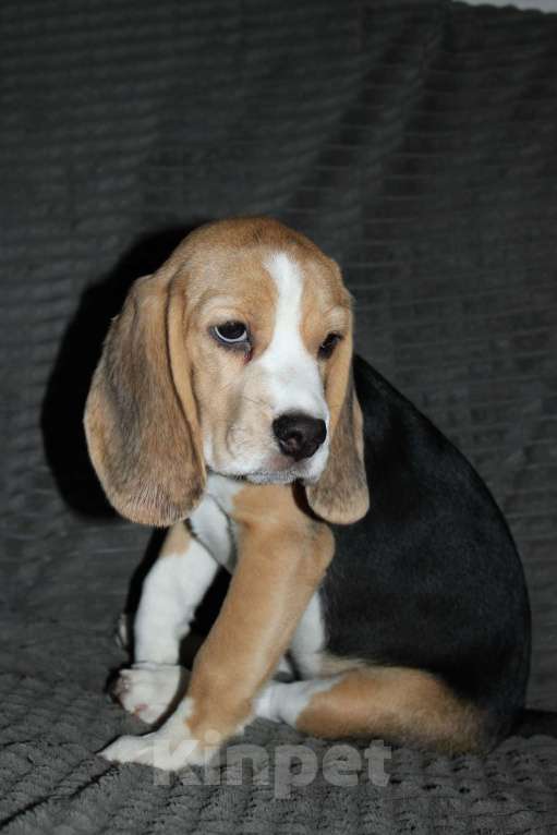 Собаки в Москве: Щенки Бигля  Девочка, 40 000 руб. - фото 6