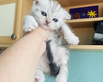 Кошки в Москве: Шотландские чистокровные Fold и Straight Мальчик, Бесплатно - фото 1