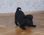 Собаки в Москве: Мэрс Мальчик, 100 руб. - фото 1
