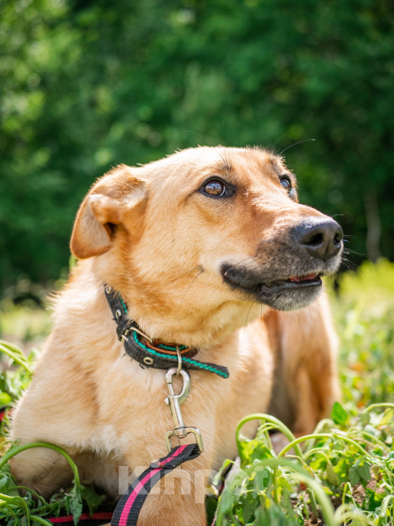 Собаки в Москве: Добрая и ласковая Асти Девочка, Бесплатно - фото 3