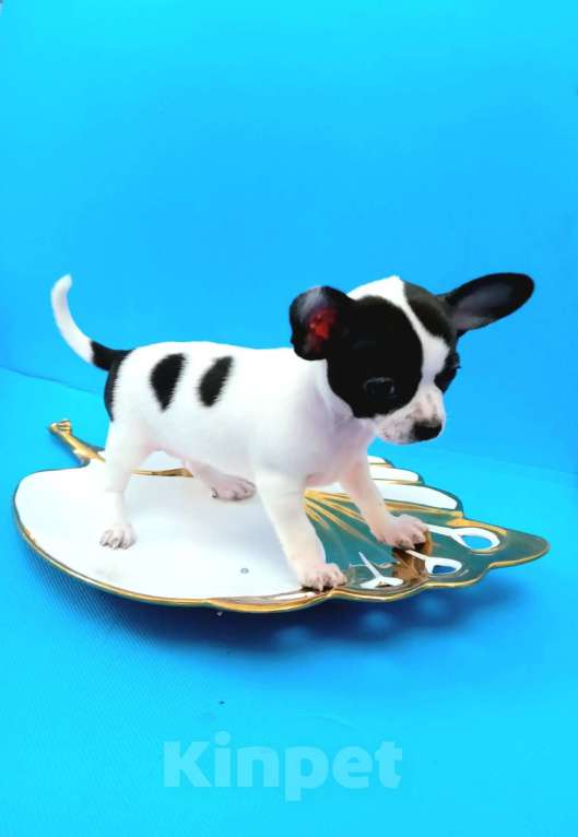 Собаки в Москве: Щенки чихуа Мальчик, 15 000 руб. - фото 3