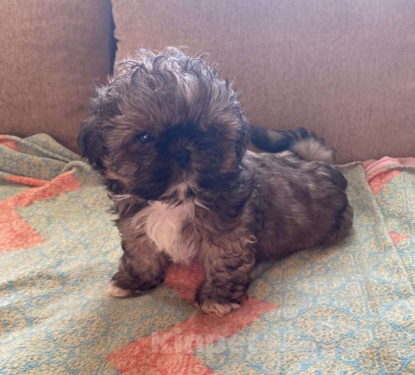 Собаки в Санкт-Петербурге: Великолепный золотой мальчик ши тцу Мальчик, 35 000 руб. - фото 7