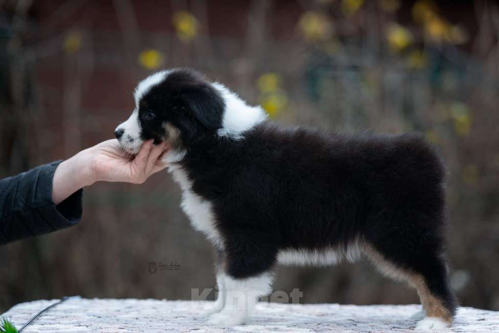 Собаки в Москве: Миниатюрная американская овчарка (мини-аусси) Девочка, 100 000 руб. - фото 7