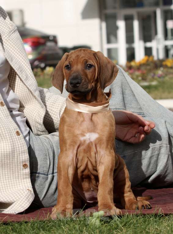 Собаки в Москве: Девочка для дома и любви  Девочка, 70 000 руб. - фото 3