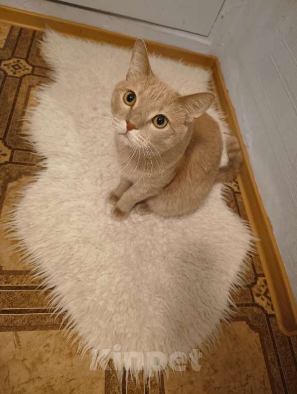 Кошки в Новосибирске: отдам в добрые руки Мальчик, Бесплатно - фото 4