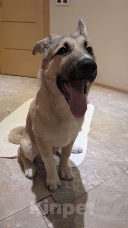 Собаки в Санкт-Петербурге: Дворинин овчарка Графи Мальчик, Бесплатно - фото 3