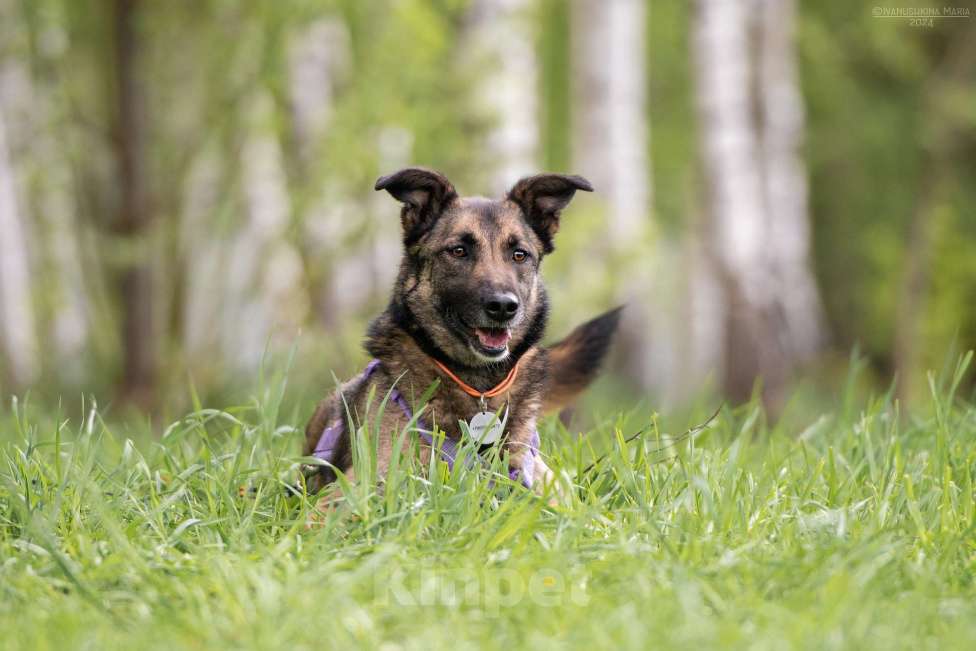 Собаки в Наро-Фоминске: Бирма - очень добрая и веселая собака Девочка, Бесплатно - фото 6