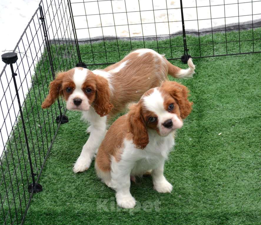 Собаки в Ногинске: Щенки кавалер кинг чарльз спаниель Мальчик, Бесплатно - фото 4