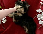Собаки в Москве: Чёрный йорк мальчик стандарт нежный Мальчик, 40 000 руб. - фото 3