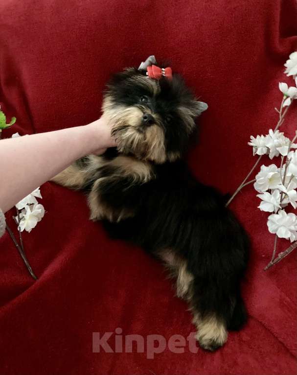 Собаки в Москве: Чёрный йорк мальчик стандарт нежный Мальчик, 40 000 руб. - фото 3