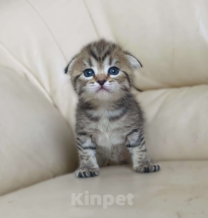 Кошки в Нижнем Новгороде: В любимы милая кошечка Девочка, 15 000 руб. - фото 3