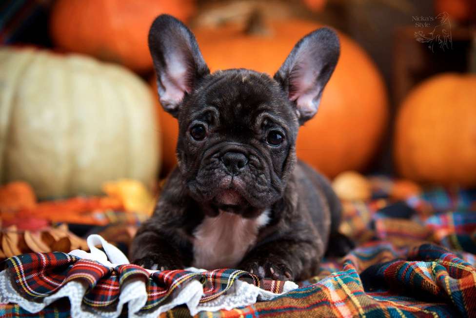 Собаки в Ростове-на-Дону: Готовы к переезду. Девочка, 35 000 руб. - фото 6