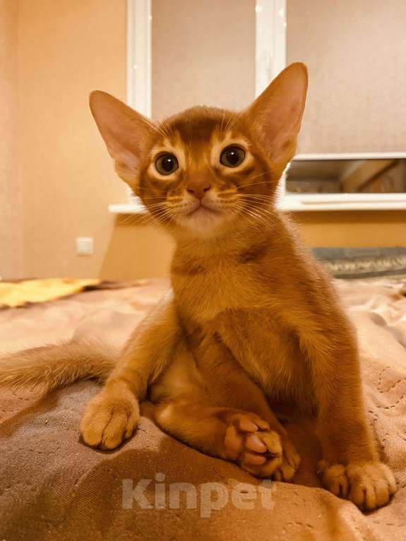 Кошки в Сочи: Абиссинский котенок соррель  Девочка, 60 000 руб. - фото 4