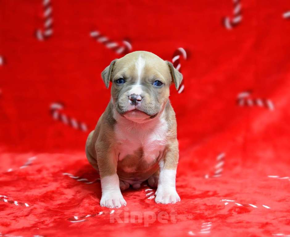 Собаки в Москве: Голубо-палевый джентльмен амстафф Мальчик, 60 000 руб. - фото 1