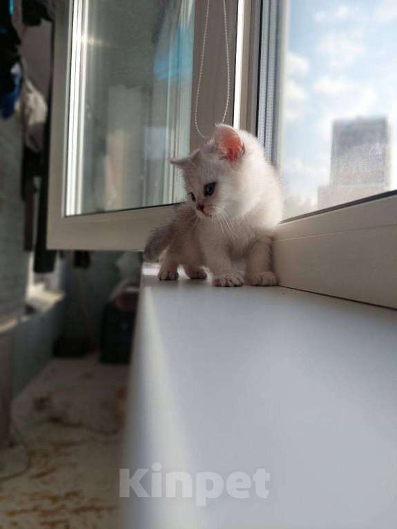 Кошки в Москве: Шотландские котята с документами Мальчик, 25 000 руб. - фото 4