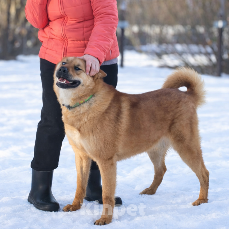 Собаки в Москве: Брутальный красавец Рич ищет хозяев! Мальчик, Бесплатно - фото 6