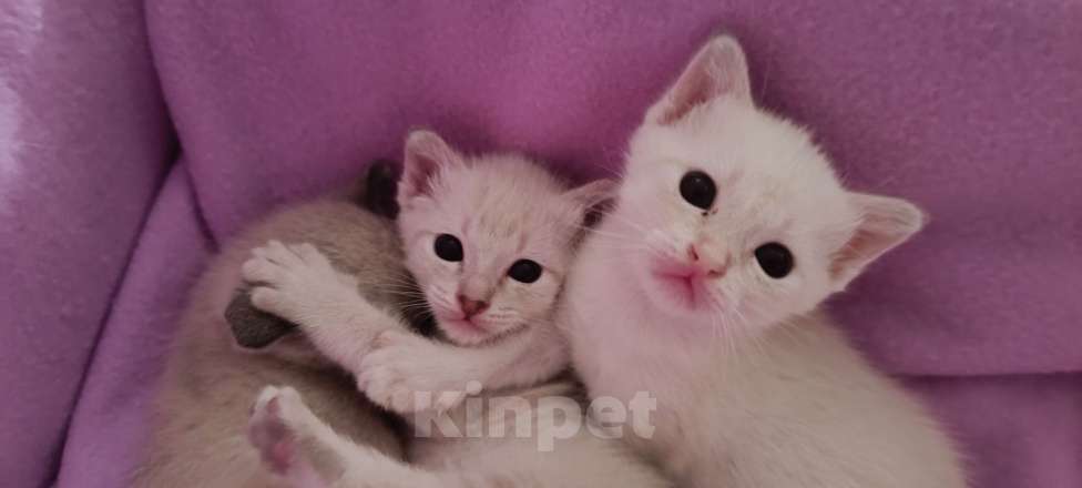 Кошки в Кропоткине: Котята меконгского бобтейла Девочка, 15 000 руб. - фото 2