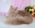 Кошки в Мурином: Британская кошечка лилового окраса Девочка, 28 000 руб. - фото 5