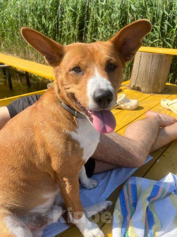 Собаки в других городах Тверской области: Дастин Мальчик, 5 000 руб. - фото 3