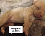 Собаки в других городах Московской области: Американский питбультерьер щенок девочка Девочка, 50 000 руб. - фото 6