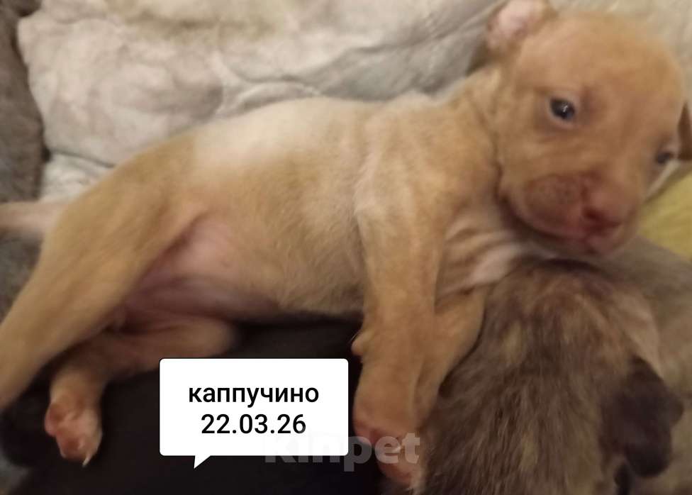 Собаки в других городах Московской области: Американский питбультерьер щенок девочка Девочка, 50 000 руб. - фото 6