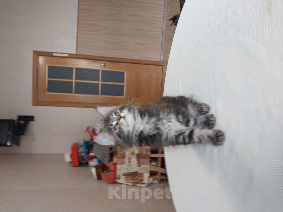 Кошки в Санкт-Петербурге: Котята мейн-куна Мальчик, 16 000 руб. - фото 4