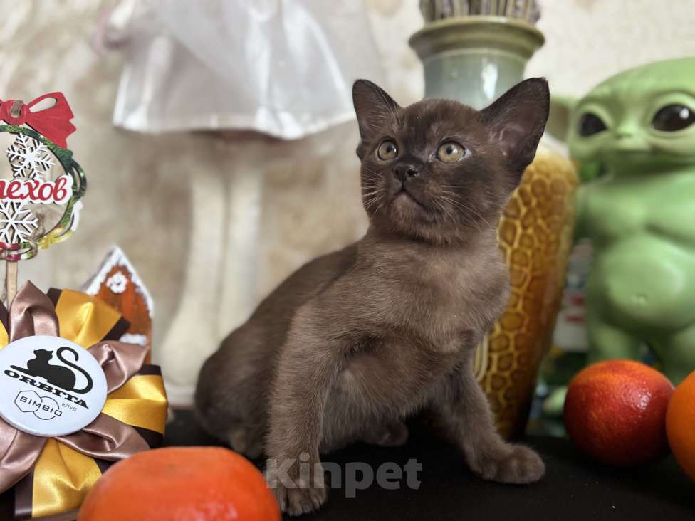 Кошки в Москве: Бурманский соболиный кот Мальчик, 120 000 руб. - фото 7