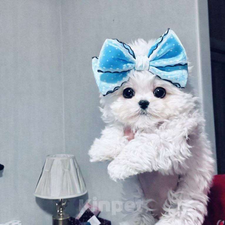 Собаки в Москве: Мини мальтийская болонка Корея  Мальчик, Бесплатно - фото 1