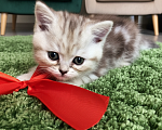 Кошки в Москве: Шотландский прямоухий котёнок Девочка, 12 500 руб. - фото 1