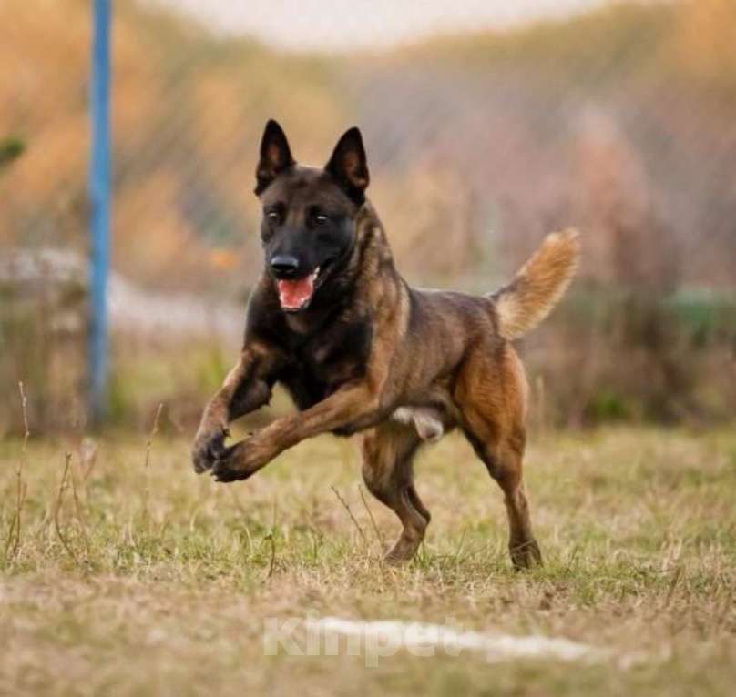 Собаки в Дедовске: Готовы к резерву щенки малинуа!!! Мальчик, 70 000 руб. - фото 8