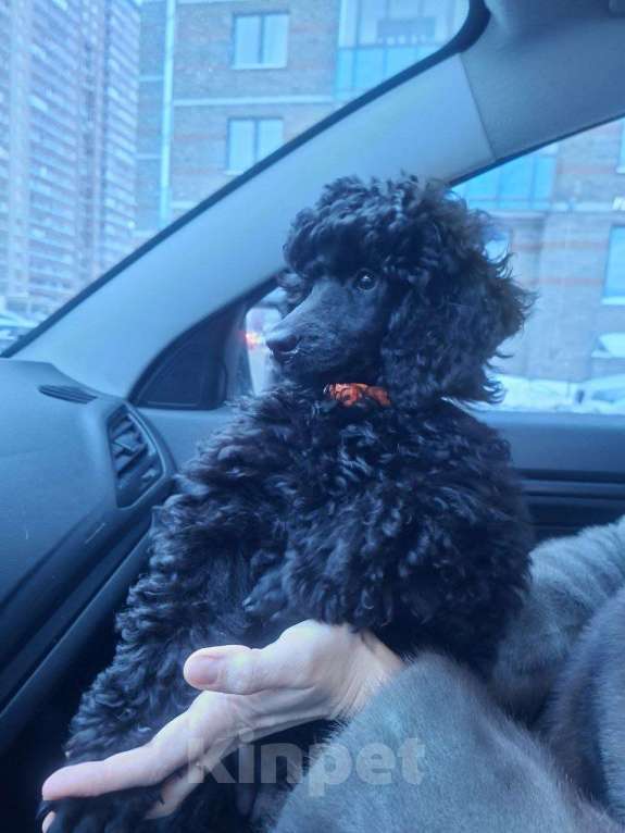 Собаки в Санкт-Петербурге: Пудель средний, сука черного окраса Девочка, 100 000 руб. - фото 6