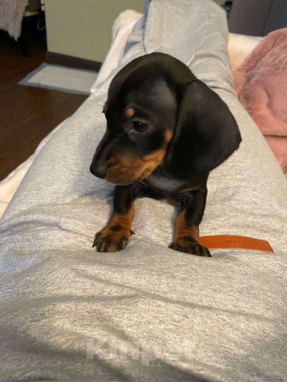 Собаки в Москве: Мини такса  Мальчик, 15 000 руб. - фото 3