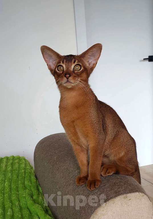 Кошки в Москве: Абиссинская красавица Девочка, 70 000 руб. - фото 4
