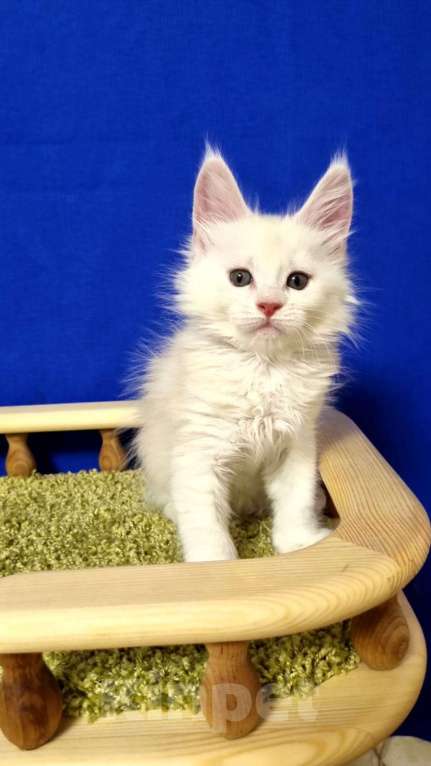 Кошки в Нижнем Новгороде: Котенок породы мейн-кун Мальчик, Бесплатно - фото 1