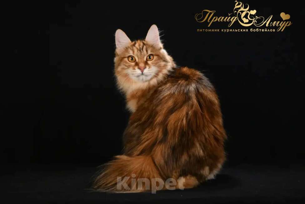 Кошки в Одинцово: Кошечка Курильского Бобтейла Девочка, Бесплатно - фото 2