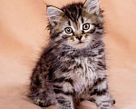 Кошки в Москве: Сибирский котенок Бантик Мальчик, 60 000 руб. - фото 1