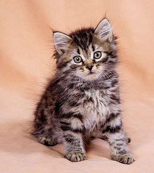 Сибирский котенок Бантик