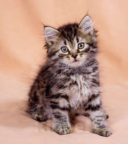 Кошки в Москве: Сибирский котенок Бантик Мальчик, 60 000 руб. - фото 1