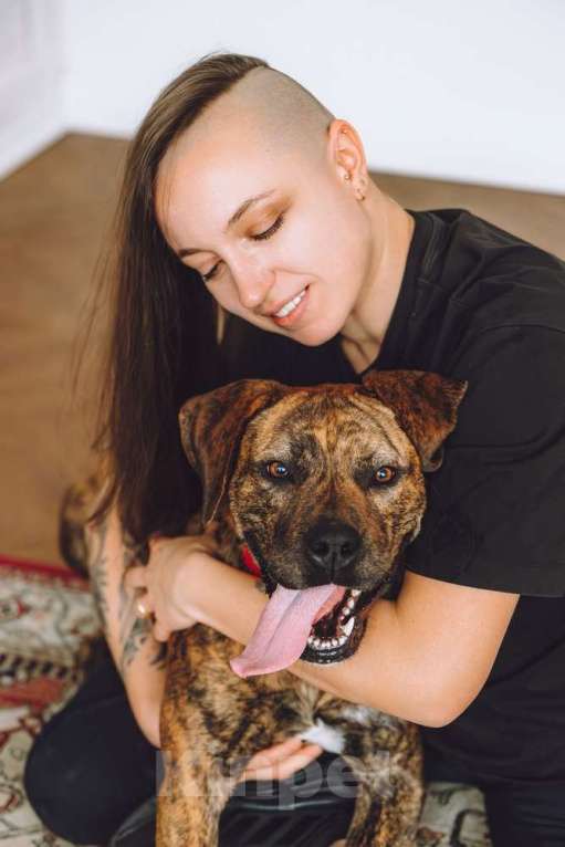 Собаки в Москве: Латифа ищет дом Девочка, 1 руб. - фото 1