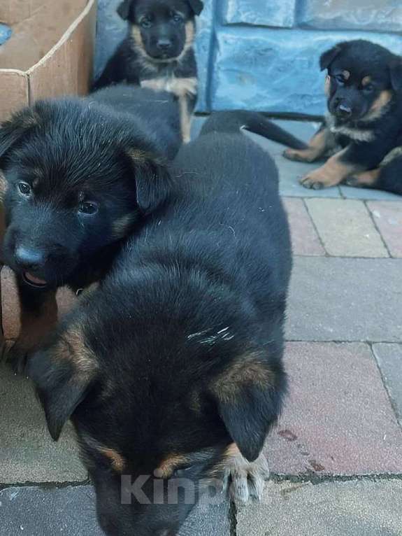 Собаки в Москве: Щенки немецкой овчарки Разнополые, 10 000 руб. - фото 1