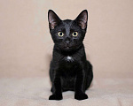 Кошки в Москве: Черный жемчуг - котёнок Финик ищет заботливых хозяев. В добрые руки Мальчик, Бесплатно - фото 2