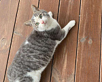 Кошки в Новохоперске: Толстый котик ищет дом, Бесплатно - фото 3